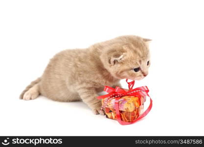 cat and gift isolated on white background