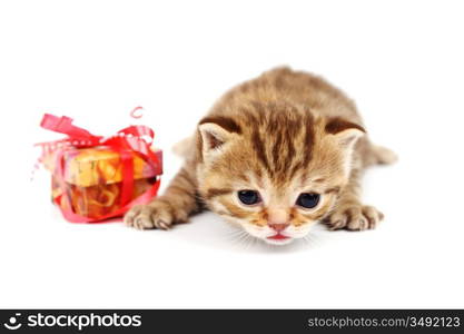 cat and gift isolated on white background