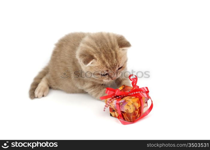 cat and gift isolated on white background