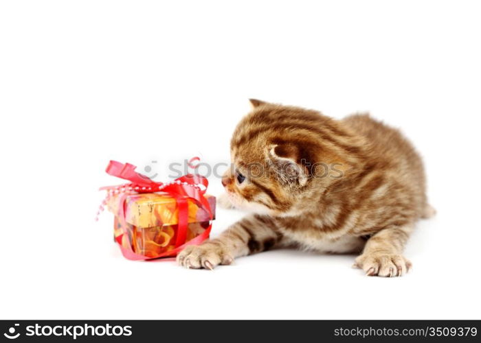 cat and gift isolated on white background