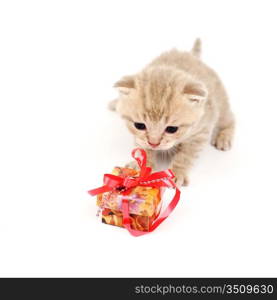 cat and gift isolated on white background