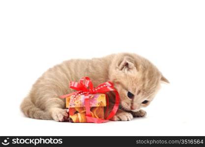 cat and gift isolated on white background