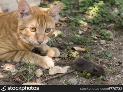 Cat and mouse in garden. Cat catching mouse