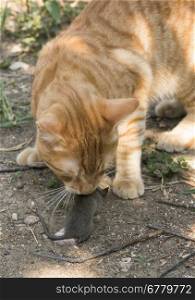 Cat and mouse in garden. Cat catching mouse