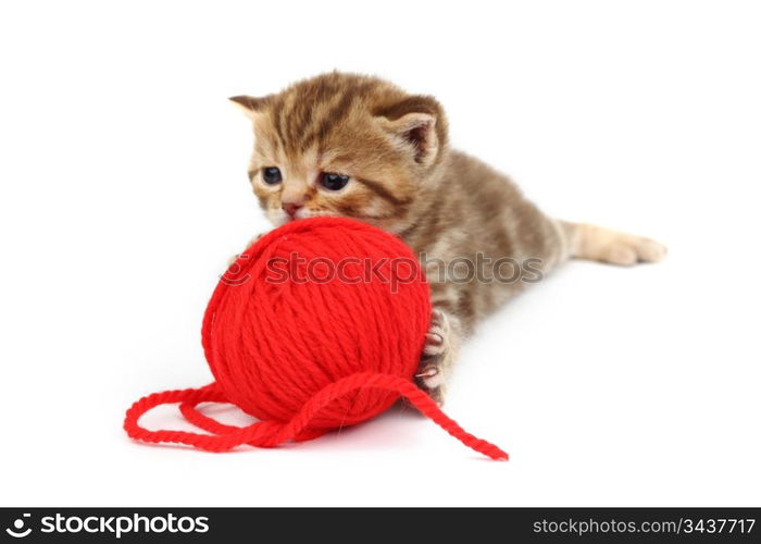 cat and red wool ball isolated on white