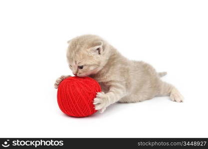 cat and red wool ball isolated on white