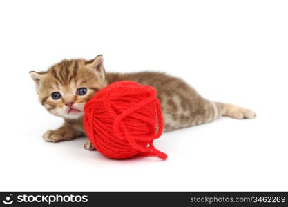 cat and red wool ball isolated on white