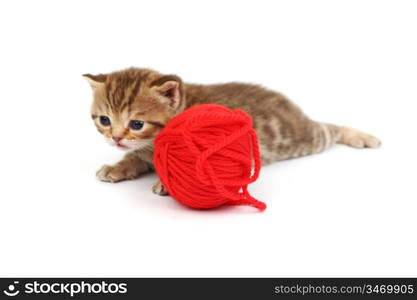 cat and red wool ball isolated on white