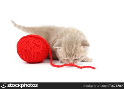 cat and red wool ball isolated on white