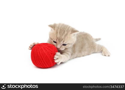 cat and red wool ball isolated on white