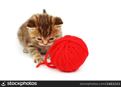 cat and red wool ball isolated on white