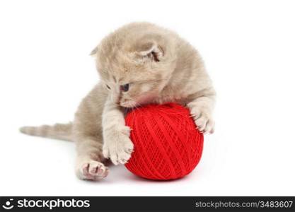 cat and red wool ball isolated on white