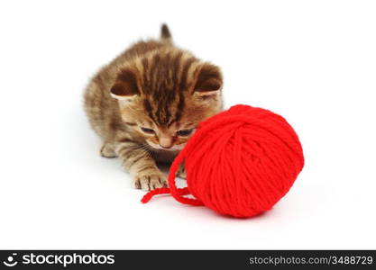 cat and red wool ball isolated on white