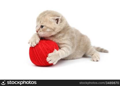 cat and red wool ball isolated on white