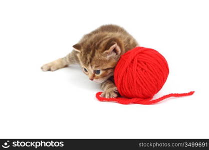 cat and red wool ball isolated on white