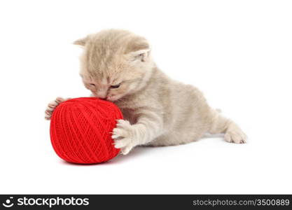 cat and red wool ball isolated on white