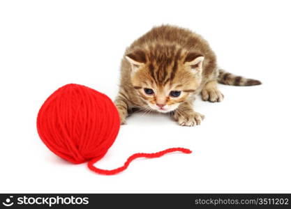 cat and red wool ball isolated on white