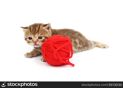 cat and red wool ball isolated on white