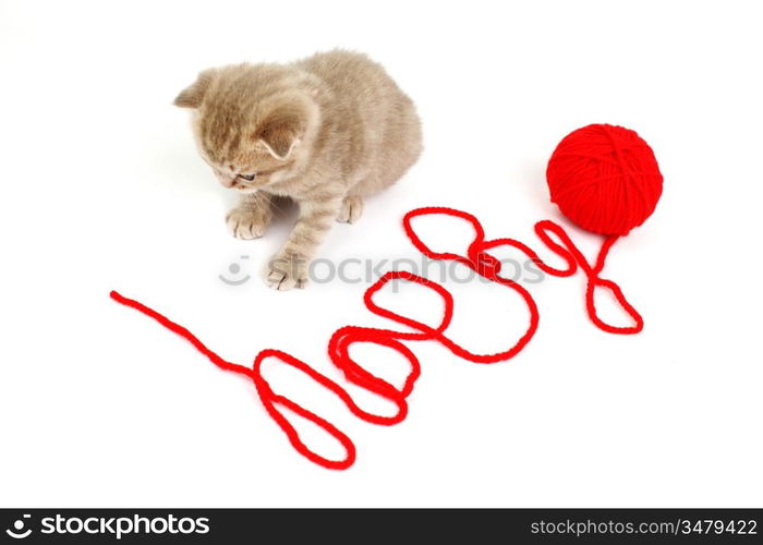 cat and wool sign happy