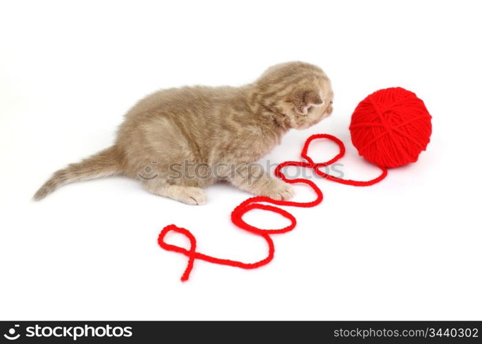 cat and wool sign love