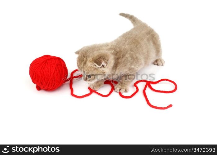 cat and wool sign love