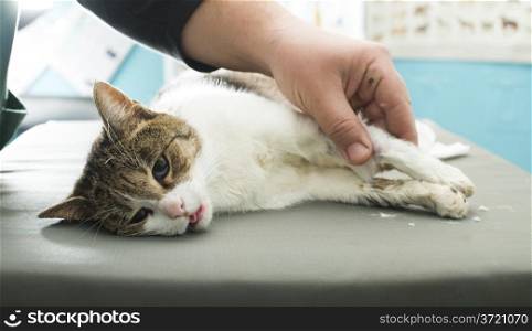 Cat anesthesia in veterinary.
