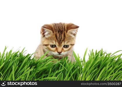 cat behind grass isolated on white background