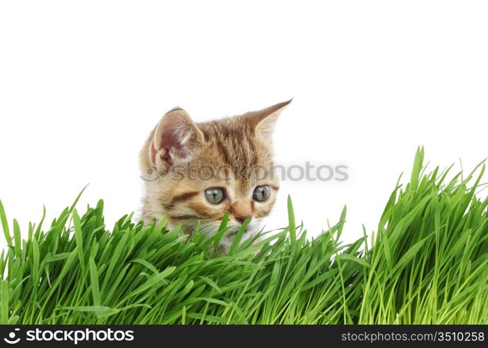 cat behind grass isolated on white background