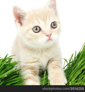 cat behind grass isolated on white background