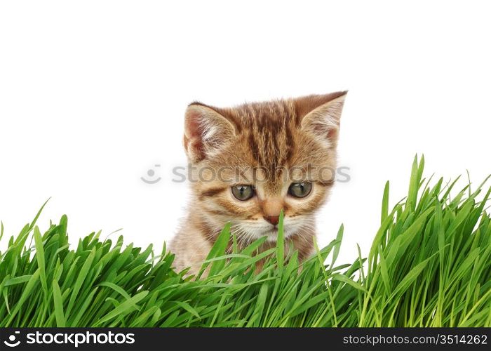 cat behind grass isolated on white background