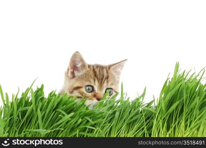 cat behind grass isolated on white background