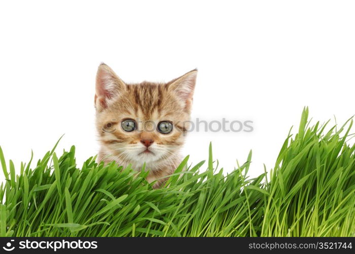 cat behind grass isolated on white background