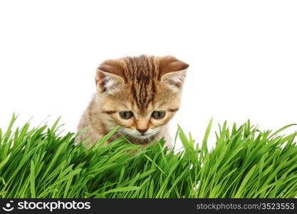 cat behind grass isolated on white background