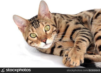 cat bengal pet kitten breed