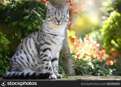 cat butterfly domestic cat