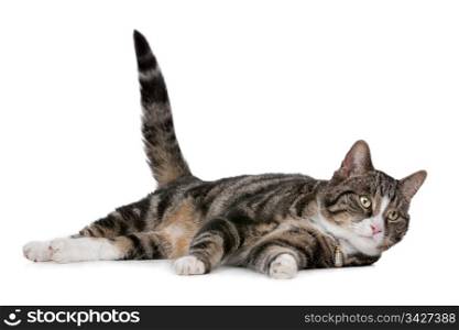 cat. cat in front of a white background
