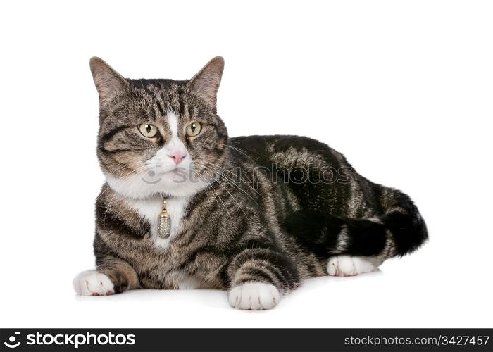 cat. cat in front of a white background