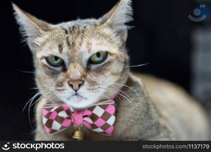 Cat caught with a pink bow. the face look squint.