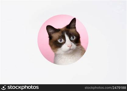 Cat curious surprised looking through a cut hole in paper layered design pink background with copy space