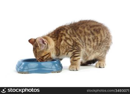 cat eat milk isolated on white