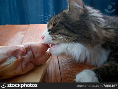 Cat eating piece of meat from the kitchen table