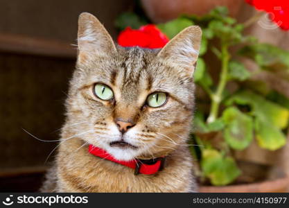 Cat face detail with green eyes and flowers background