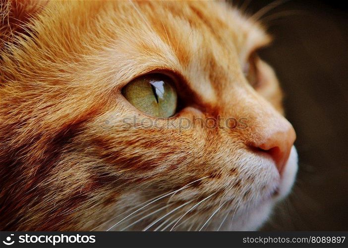 cat face eyes portrait