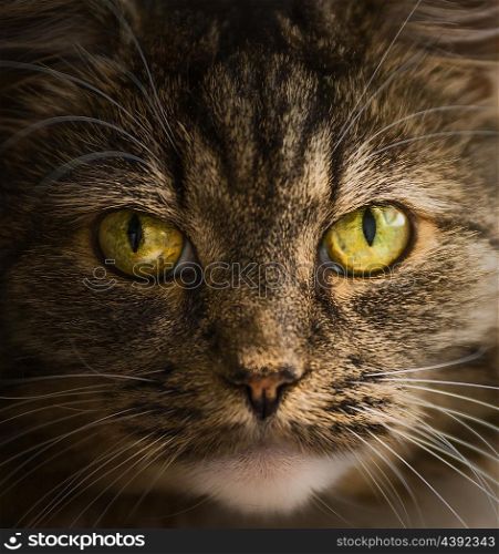 Cat face portrait, close up