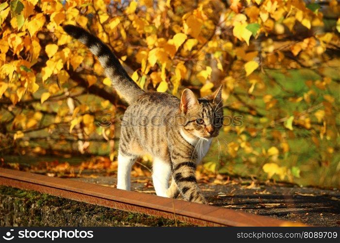 cat fall leaves kitten