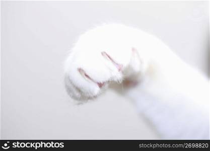 Cat foot