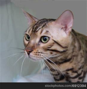 cat. Furry pets. Tabby adult cat, domestic pet. Favorite pets in our homes.