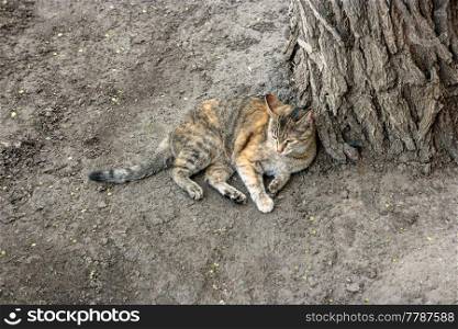 Cat having rest on the ground near tree trunk, copyspace. Cat having rest on the ground