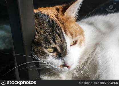 Cat head extremely closeup on home background