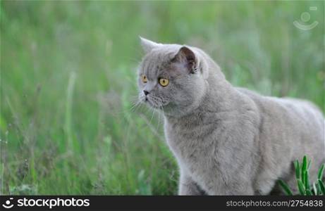 Cat in a grass. The British short-haired cat in wildlife
